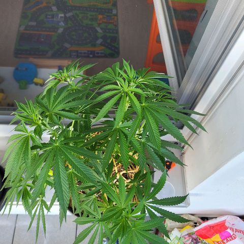 Johnny (topped) growlog timeline photo
