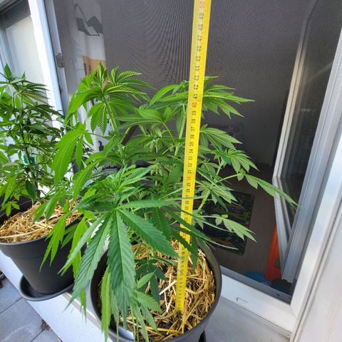 Johnny (topped) growlog timeline photo
