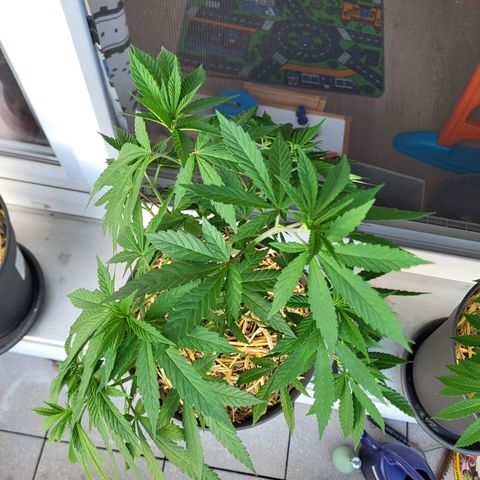 Candy Kush Express "Jane" growlog timeline photo