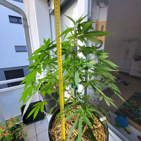 Candy Kush Express "Jane" growlog timeline photo