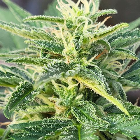 Jack Herer Auto growlog timeline photo