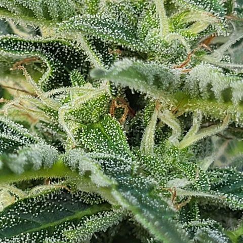 Jack Herer Auto growlog timeline photo
