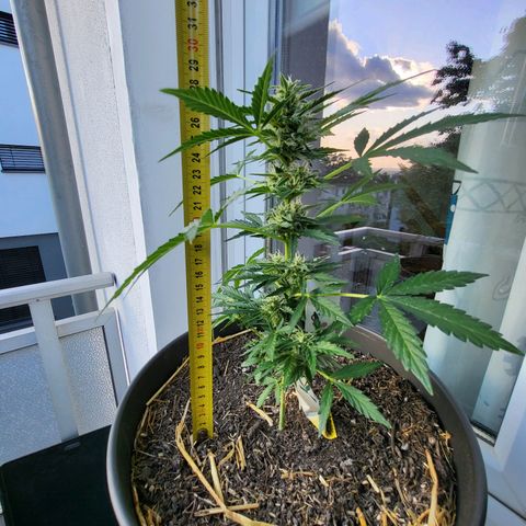 Jack Herer Auto growlog timeline photo