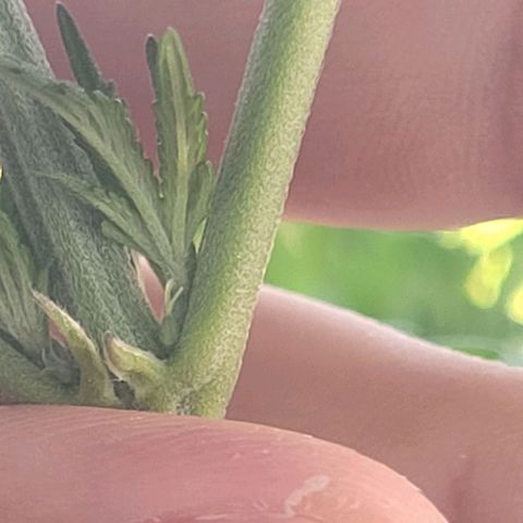 Johnny (topped) growlog timeline photo