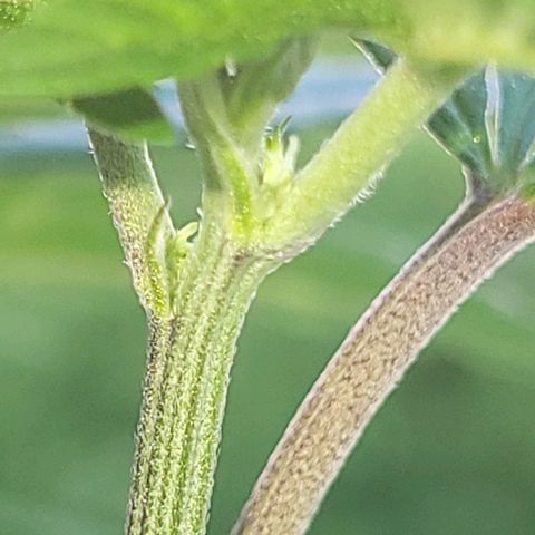 Candy Kush Express "Jane" growlog timeline photo