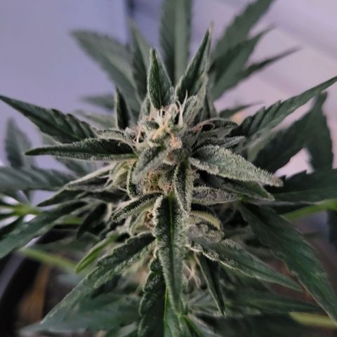 Jack Herer Auto growlog timeline photo