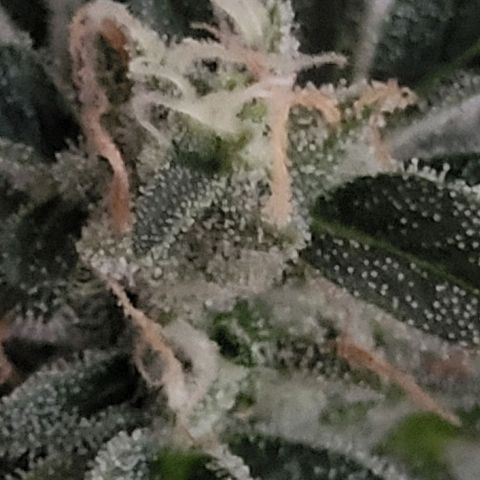 Jack Herer Auto growlog timeline photo