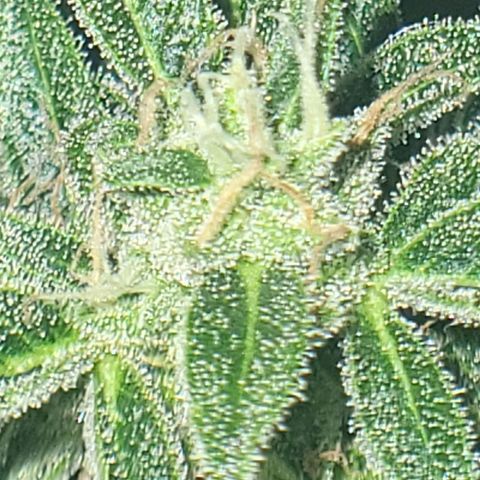 Jack Herer Auto growlog timeline photo