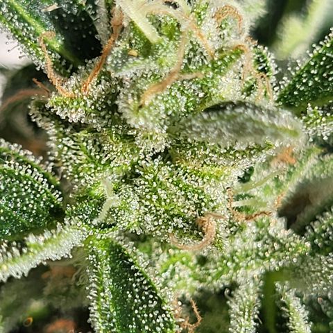 Jack Herer Auto growlog timeline photo