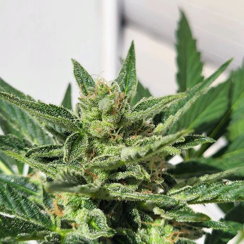 Jack Herer Auto growlog timeline photo