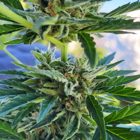Jack Herer Auto growlog photo: Erste bernsteinfarbene Trichome zu sehen.