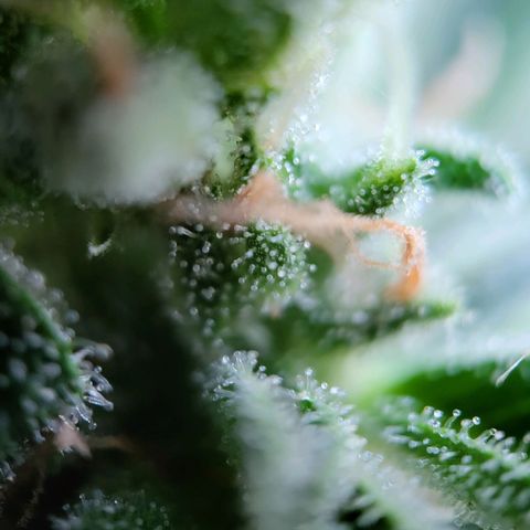 Jack Herer Auto growlog photo: Erste bernsteinfarbene Trichome zu sehen.