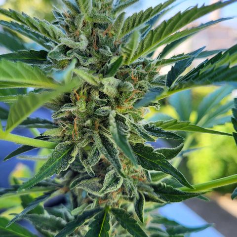 Jack Herer Auto growlog photo: Erste bernsteinfarbene Trichome zu sehen.