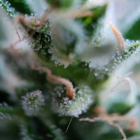 Jack Herer Auto growlog photo: Erste bernsteinfarbene Trichome zu sehen.