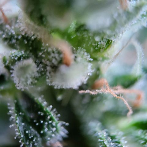 Jack Herer Auto growlog photo: Erste bernsteinfarbene Trichome zu sehen.