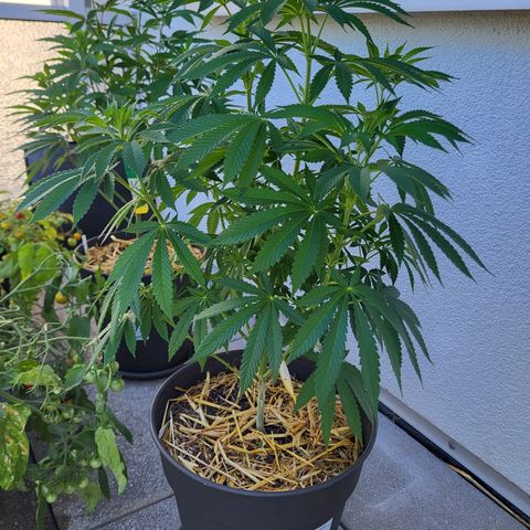 Johnny (topped) growlog timeline photo
