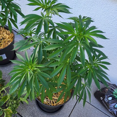 Johnny (topped) growlog timeline photo