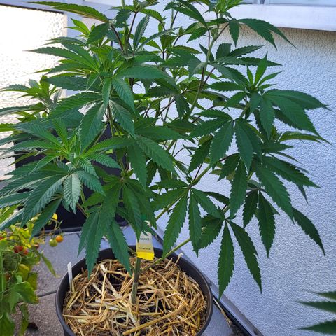 Candy Kush Express "Jane" growlog timeline photo