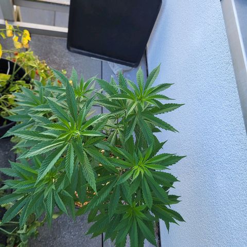 Candy Kush Express "Jane" growlog timeline photo