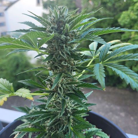 Jack Herer Auto growlog timeline photo