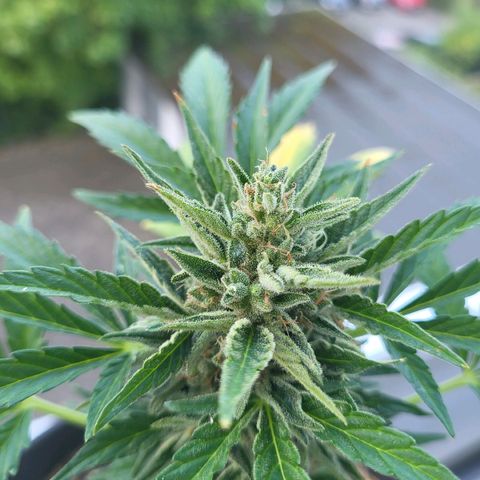 Jack Herer Auto growlog timeline photo