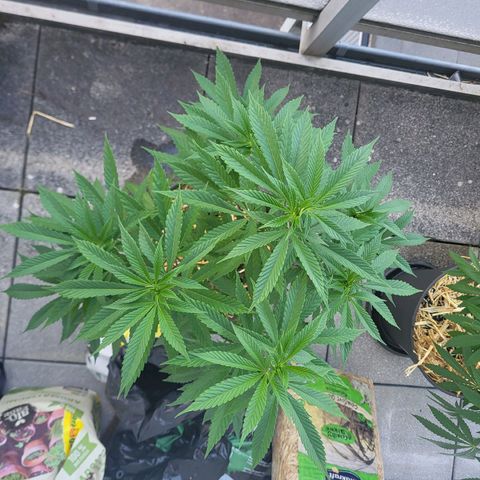 Candy Kush Express "Jane" growlog timeline photo