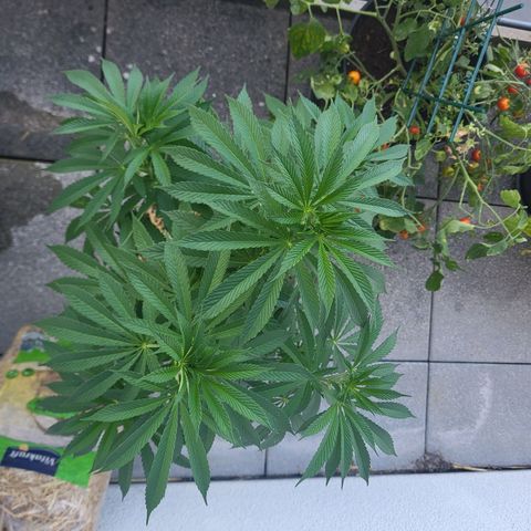 Johnny (topped) growlog timeline photo