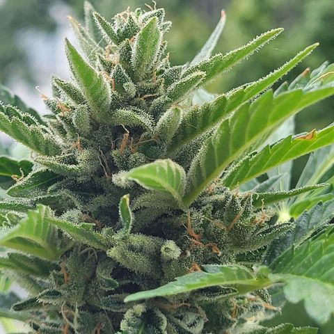 Jack Herer Auto growlog timeline photo