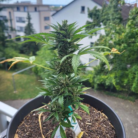Jack Herer Auto growlog timeline photo