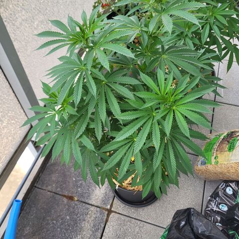 Johnny (topped) growlog timeline photo