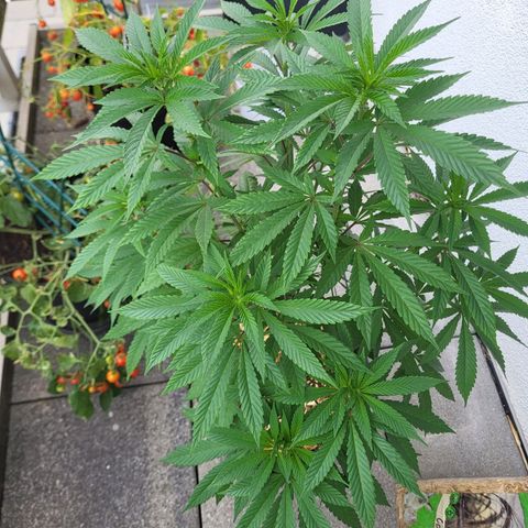 Candy Kush Express "Jane" growlog timeline photo