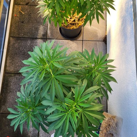 Johnny (topped) growlog timeline photo