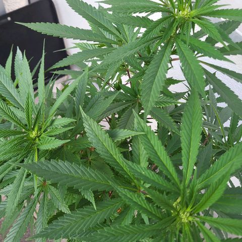 Candy Kush Express "Jane" growlog timeline photo