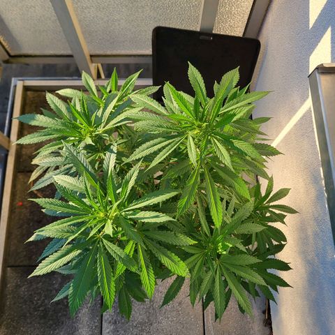 Candy Kush Express "Jane" growlog timeline photo