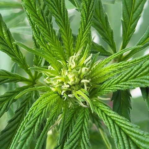 Candy Kush Express "Jane" growlog timeline photo