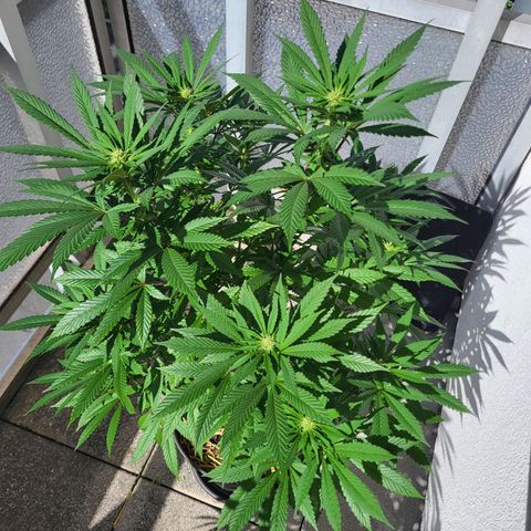 Candy Kush Express "Jane" growlog timeline photo