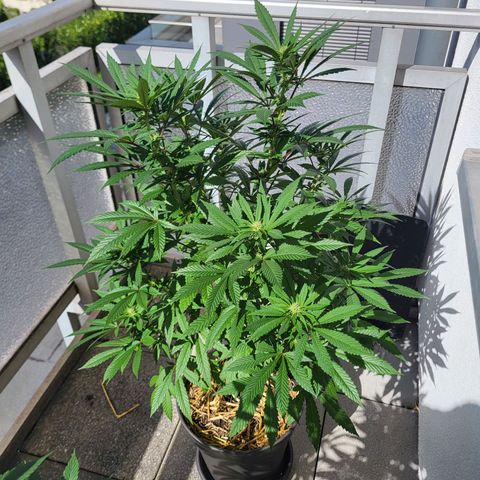 Candy Kush Express "Jane" growlog timeline photo