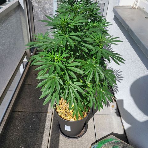 Johnny (topped) growlog timeline photo