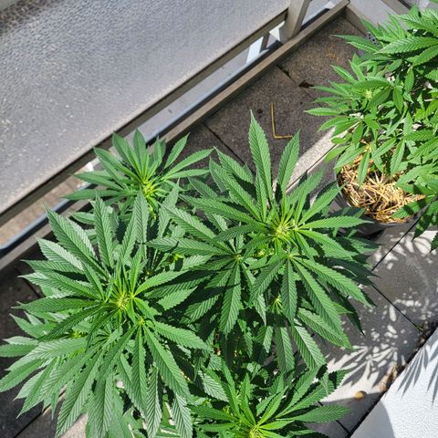 Johnny (topped) growlog timeline photo