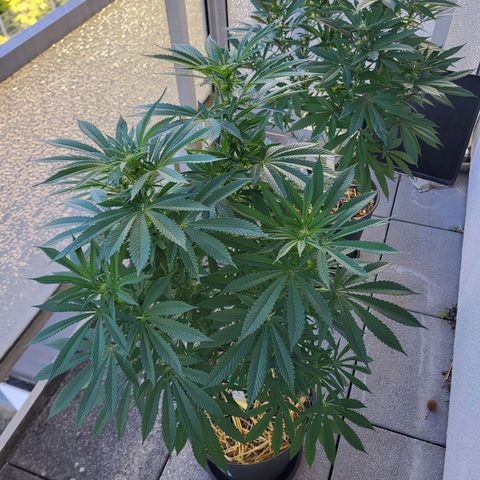 Johnny (topped) growlog timeline photo