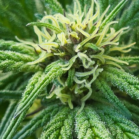 Candy Kush Express "Jane" growlog timeline photo