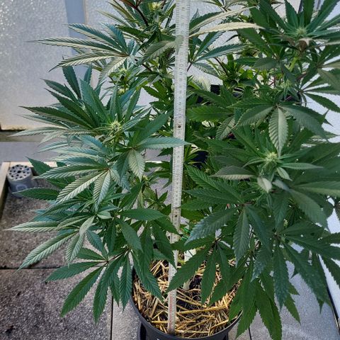 Candy Kush Express "Jane" growlog timeline photo