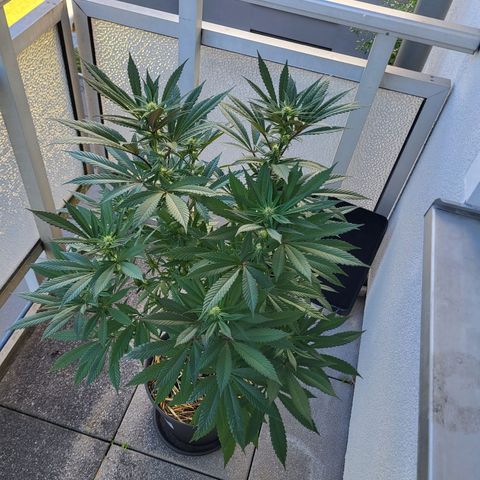 Candy Kush Express "Jane" growlog timeline photo