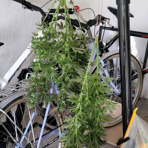Johnny (topped) growlog timeline photo