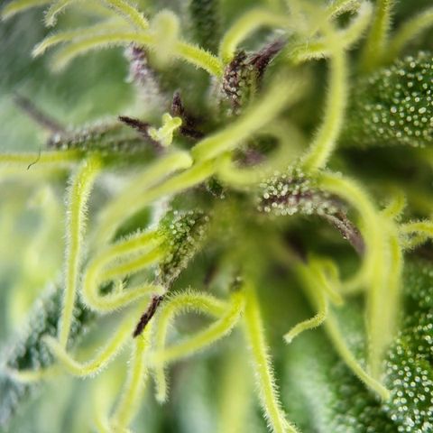 Johnny (topped) growlog timeline photo