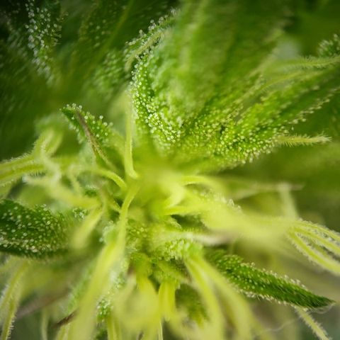 Johnny (topped) growlog timeline photo