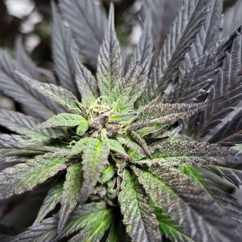Candy Kush Express "Jane" growlog timeline photo
