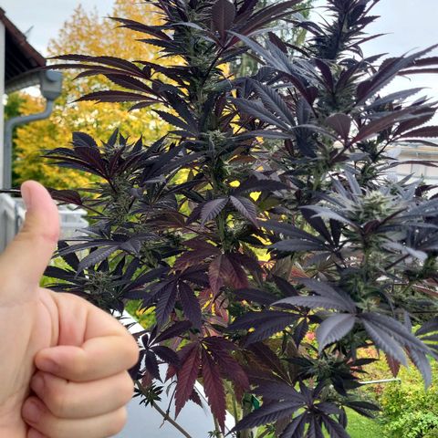 Candy Kush Express "Jane" growlog timeline photo