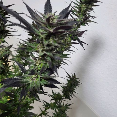 Candy Kush Express "Jane" growlog timeline photo