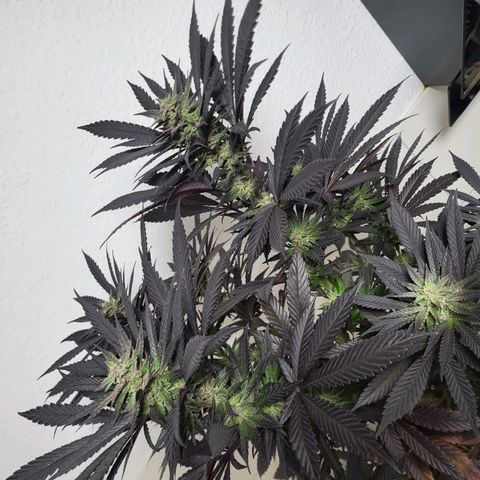 Candy Kush Express "Jane" growlog timeline photo
